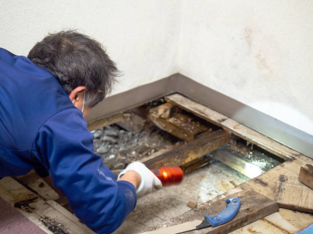 Best Attic Mold Removal  in Seven Corners, VA