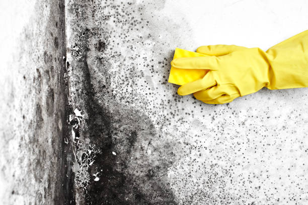 Certified Mold Removal in Seven Corners, VA