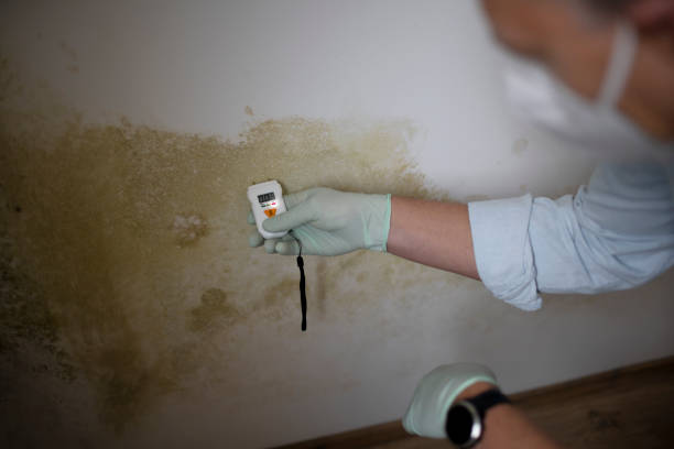 Professional Mold Removal in Seven Corners, VA