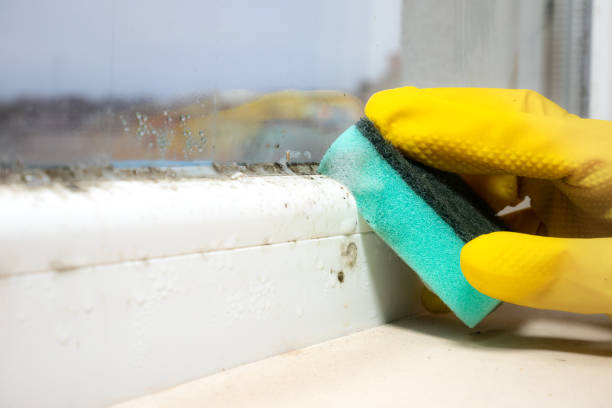 Best Mold Removal and Inspection  in Seven Corners, VA