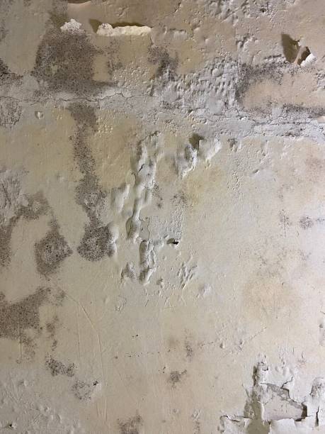 Best Local Mold Removal Service  in Seven Corners, VA
