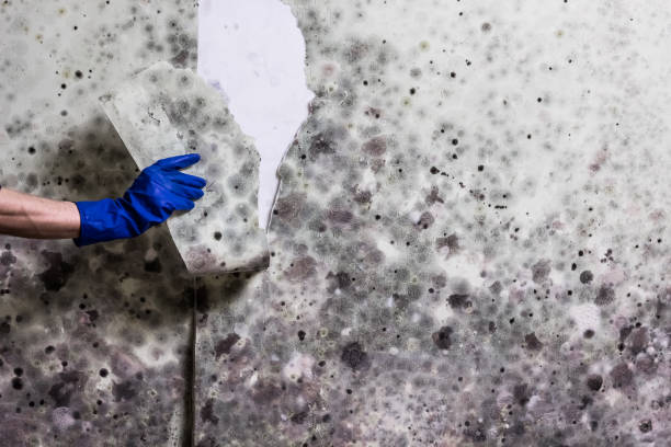 Best Mold Damage Repair  in Seven Corners, VA