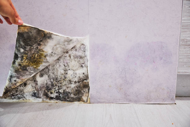 Best Residential Mold Removal  in Seven Corners, VA